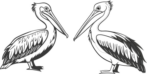 Pelican bird bundle line art and illustrator eps