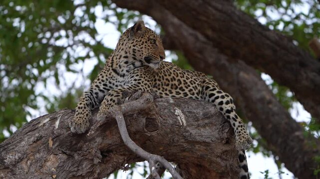 Beautiful female leopard lying on a huge branch up in a tree, Mashatu Botswana.