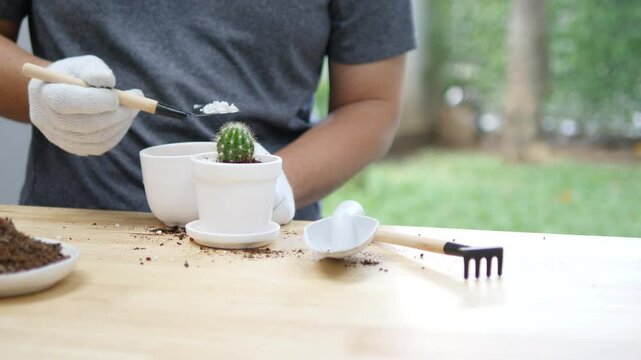 Gardening Enthusiast Carefully Repotting a Small Cactus in a White Pot with Gardening Tools on a Wooden Table in a Peaceful Outdoor Setting