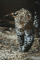 Obraz premium Persian leopard (Panthera pardus saxicolor) is a magnificent animal from which it comes genuine respect