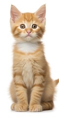Small Orange Kitten in Sitting Pose, Isolated. Cute Pet Felino Cat Image