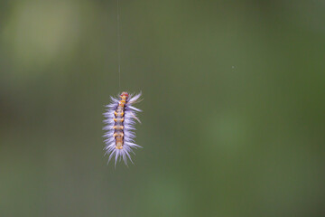 Moth caterpillar (Halysidota ruscheweyhi) hanging from its silk.