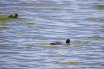 Two Red-gartered coots (Fulica armillata) swimming in a lagoon.