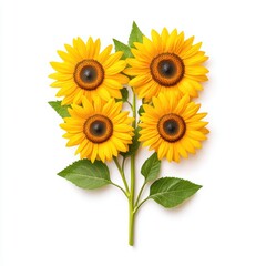 Fototapeta premium Bright Sunflowers on White Background for Nature and Floral Designs