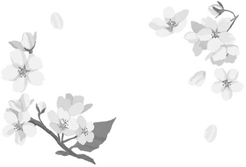 桜フレーム(白黒)
