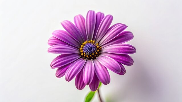 Purple Cape Marguerite Blossom, Isolated White Background - Minimalist Stock Photo
