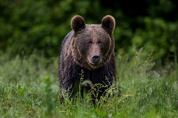 Obraz premium brown bear in the forest