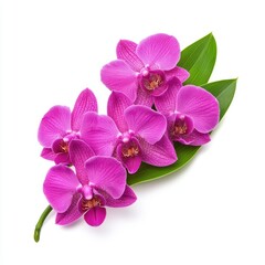 Obraz premium Beautiful Pink Orchids with Green Leaf on a White Background