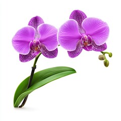 Fototapeta premium Beautiful Purple Orchid Flower on White Background