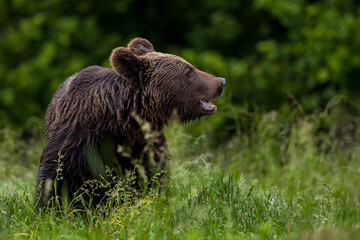 brown bear in the forest