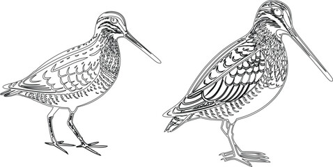 Snipe bird bundle line art and illustrator eps