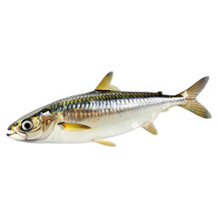 Fototapeta premium Realistic Depiction of a Fresh Sardine Fish on a White Background