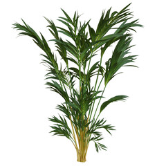 Palm Tree Transparent Background