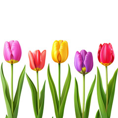 Vibrant and Colorful Tulips in Full Bloom Against a White Background