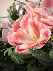 Close-up of a pink and white striped amaryllis flower surrounded by pine sprigs and silver ornaments in a festive winter floral arrangement with snow accents