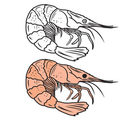 Tasty coloring book design with black and white version of shrimp seafood. Hand drawn vector sketch illustration in doodle engraved vintage line art style. Tasty delicious ready to eat