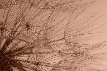 Beautiful fluffy dandelion flower with water drops, toned in mocha mousse shade. Trendy color of...