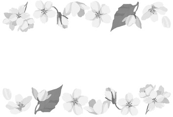 白黒の桜フレーム(上下)