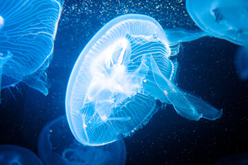 Pazifische Ohrenqualle / Moon Jellyfish