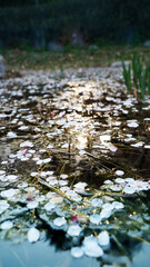 Fallen Cherry Blossoms on a Pond Under Glowing Sunlight