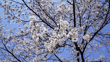 Cherry Blossom Tree in Full Bloom Under a Spring Sky