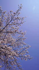 Cherry Blossom Tree in Full Bloom Under a Spring Sky