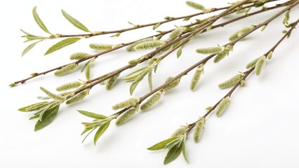 Obraz premium Willow branches with green catkins and leaves on a white background