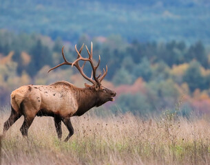 Massive Gorgeors Elk Bull Rut Bugle Flehmen Response Battle Action 8x7 8x8 7x7