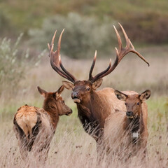 Naklejka premium Massive Gorgeors Elk Bull Rut Bugle Flehmen Response Battle Action 8x7 8x8 7x7