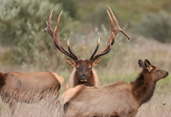 Massive Elk Bull Rut Action 8x7 7x7