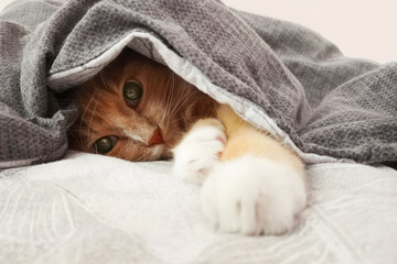 Ginger cat lying on the bed under the blanket looking at the camera. Close-up.