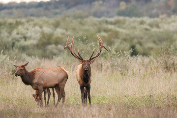 Massive Gorgeors Elk Bull Rut Bugle Flehmen Response Battle Action 8x7 8x8 7x7