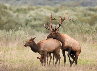 Classic Elk Rut Live Action 