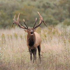 Obraz premium Massive Gorgeors Elk Bull Rut Bugle Flehmen Response Battle Action 8x7 8x8 7x7