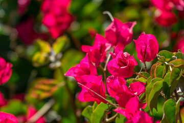 Close up of bougainvillea flowers