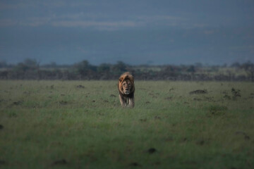 Male lion with beautiful mane walks on the savannahs of the Masai Mara's Mara North Conservany.