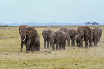 Fototapeta premium Éléphant de savane d'Afrique
