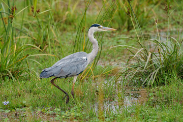 Fototapeta premium Heron gris