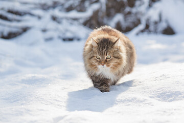 Obraz premium winter portrait of beautiful cat outdoors, fluffy ginger Siberian cat raise paw up standing in snow, lovely pet