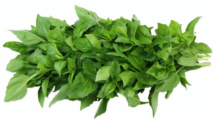 Obraz premium Fresh Basil Leaves – High-Quality Herb Stock Images for Food and Nature Projects