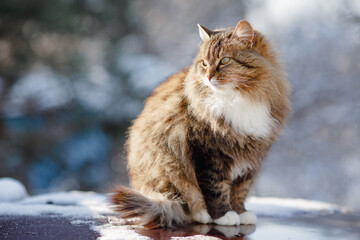 winter portrait of beautiful cat sitting on car on yard outdoors, adorable fluffy Siberian cat in snow