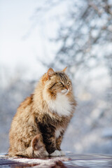 winter portrait of beautiful cat sitting on car and looking forward on yard outdoors, adorable...