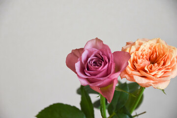 オレンジ色と紫のばら