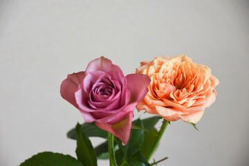 紫とオレンジのばら