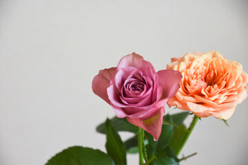 オレンジ色と紫のばら