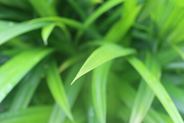 Close up of fresh and green pandan leaves in the garden