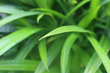 Close up of pandan leaves in the garden