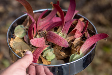 Dipterocarpus alatus, or resin tree wing seed