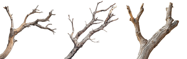 Fototapeta premium Dead dry tree branch isolated on white with clipping path