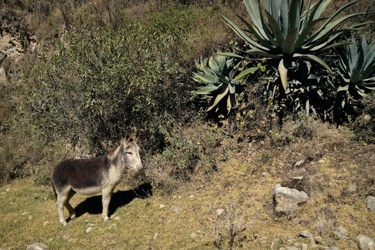 Mule and cactus